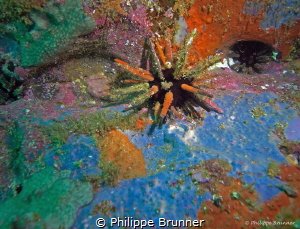 Colors pallet for this pencil urchin.
Galapagos. by Philippe Brunner 